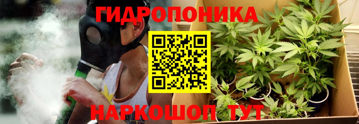 Конопля конопля Канаш